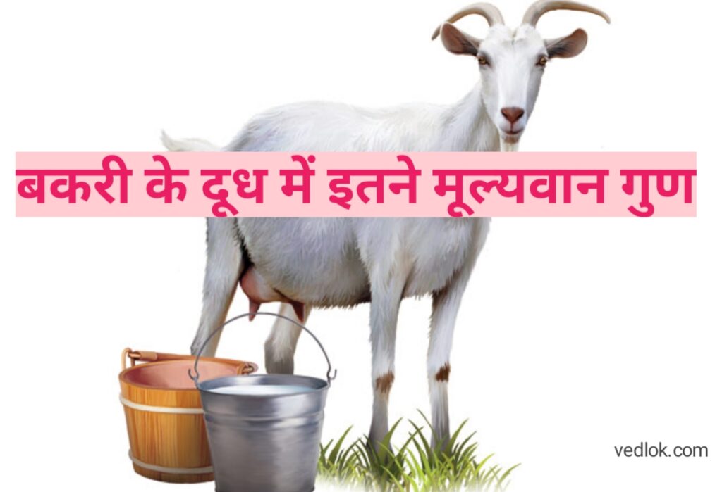 अष्टांग हृदयम में बकरी का दूध : Bakri Ka Doodh Peene Ke Fayde